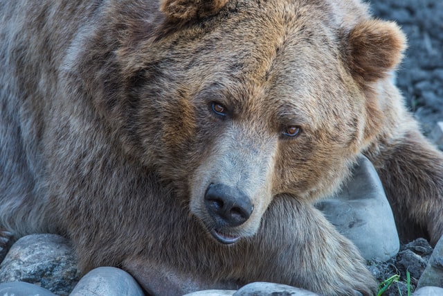 Cuddling the Cozy Bear, Emulating APT29 by Jorge Orchilles - Cyber Junegle